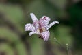 Common toad lily Tricyrtis hirta close-up of purple speckled flower